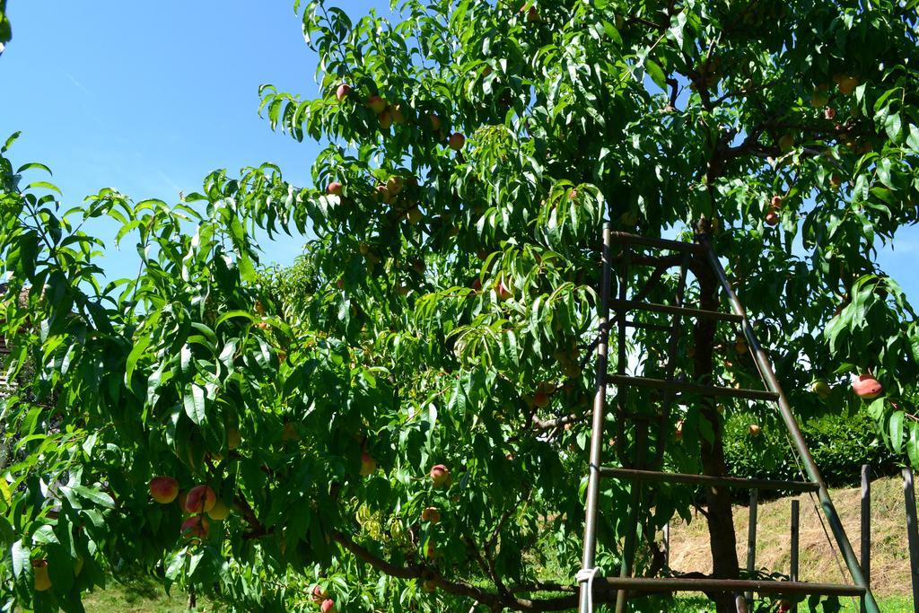 Sonnbichl Acomodação com café da manhã Rifiano Exterior foto